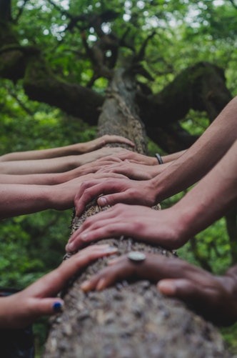 A series of hands touch a tree trunk.